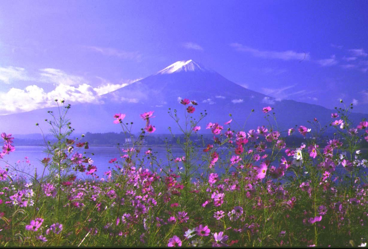 富士山の写真集 コスモス コスモス1 コスモス2 コスモス3 笠雲1 笠雲2 笠雲3 笠雲4 富士1 赤富士 紅富士 夜明け 櫛形町より 夜明け 本栖湖より 夜明け 夜明け0 桜 桜2 ハンググライダー ハンググライダー1 ハンググライダー2 流雲0 流雲1 甘利山より 甘利山